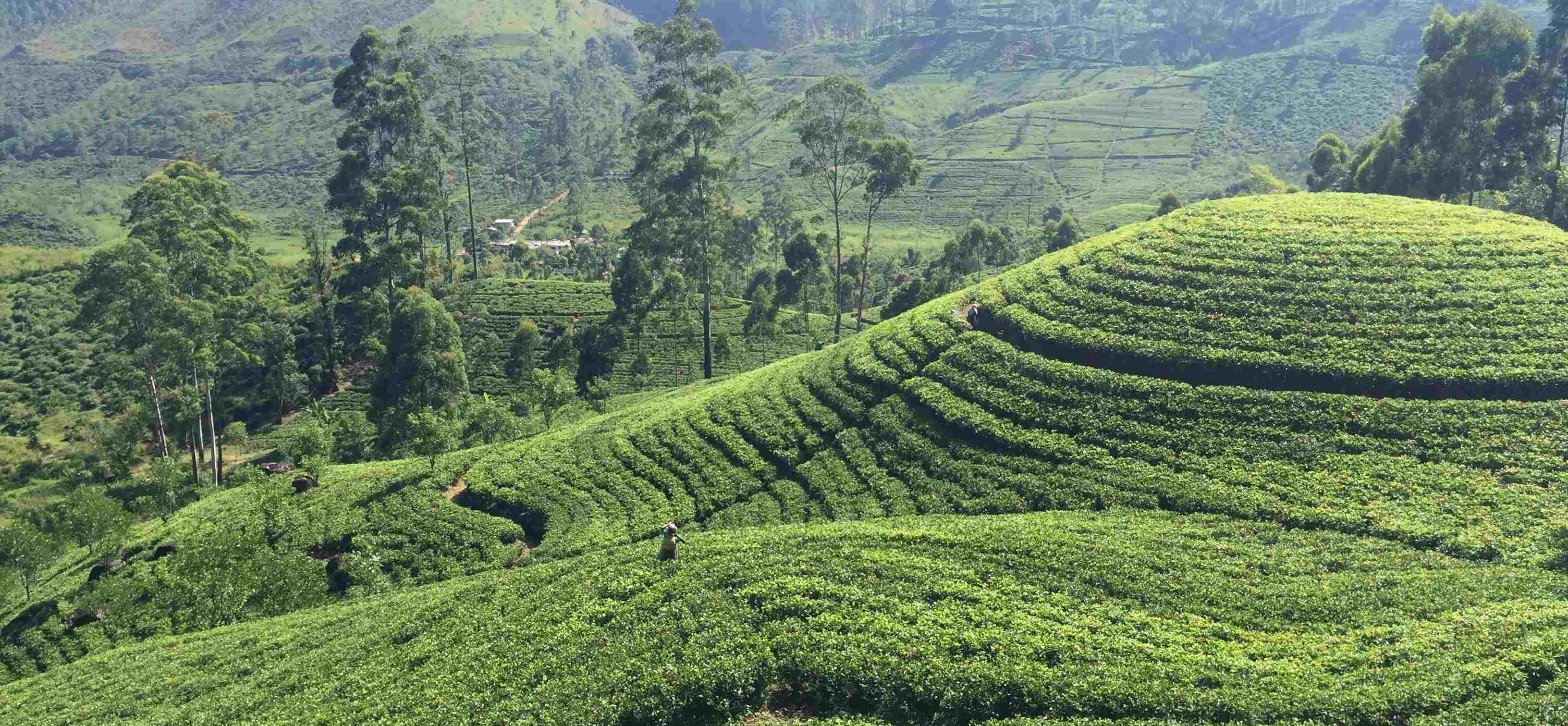 Centraal Sri Lanka: beklimming Adam's Peak